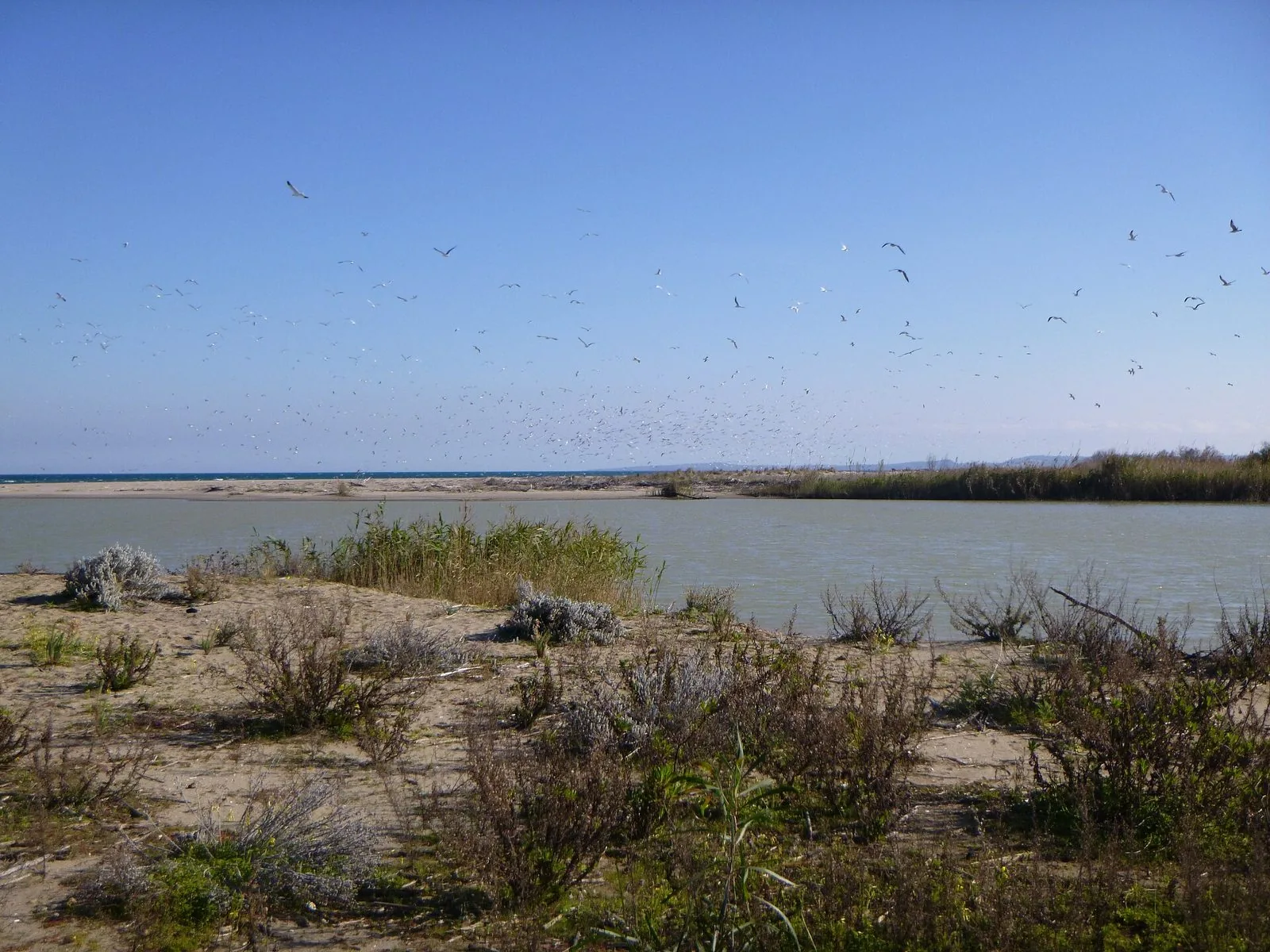 Specchio d'acqua nella Riserva naturale Oasi del Simeto tra dune con vegetazione bassa e canneti, con uno stormo di uccelli in volo sopra la linea del mare