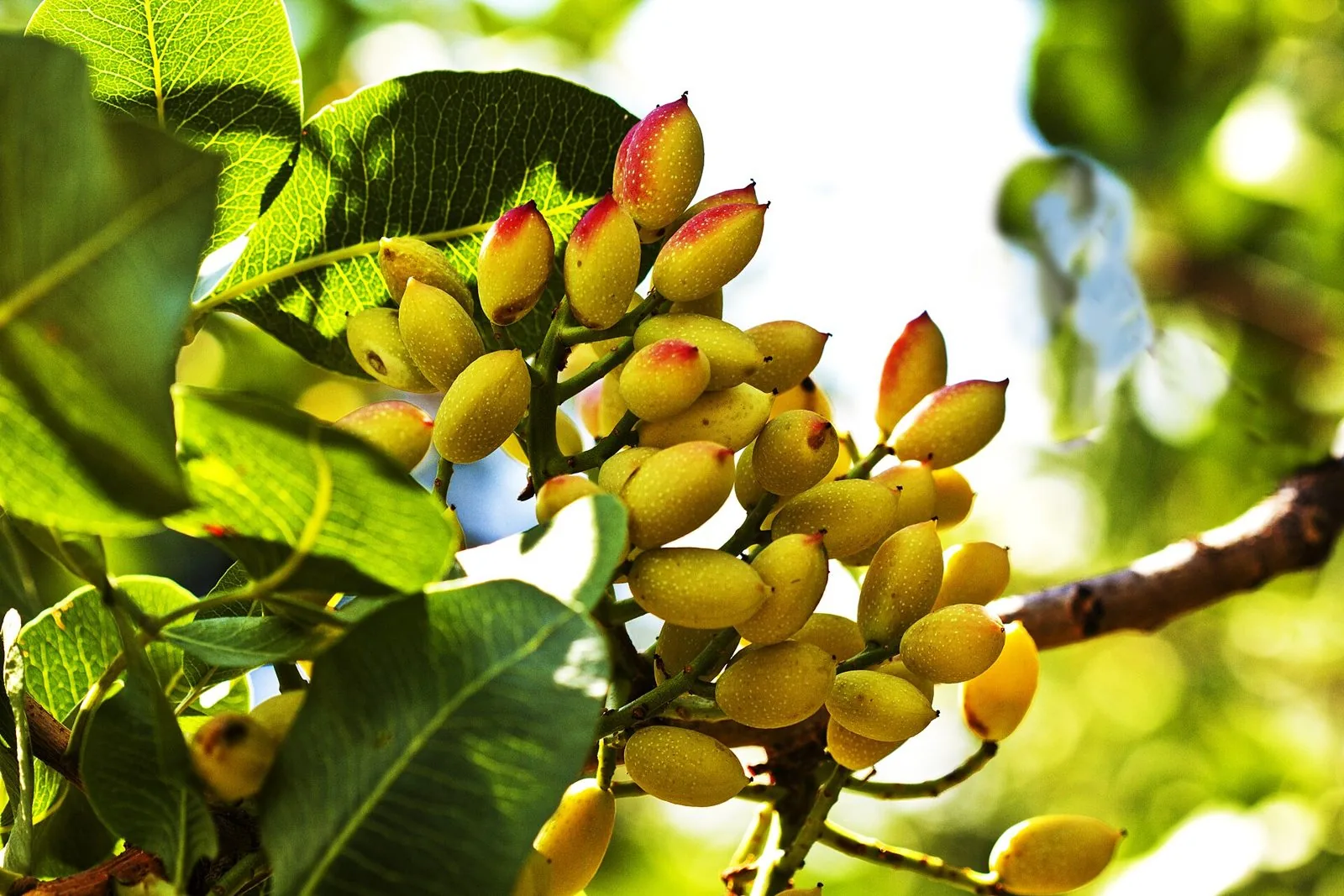 Grappolo di pistacchi di Bronte in maturazione sul ramo, con le drupe gialle sfumate di rosso tra le foglie verdi
